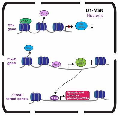 Beyond Neuronal Activity Markers: Select Immediate Early Genes in Striatal Neuron Subtypes Functionally Mediate Psychostimulant Addiction